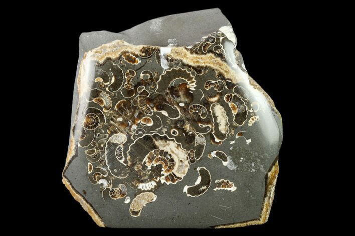 Polished Ammonites (Promicroceras) - Marston Magna Marble #131998